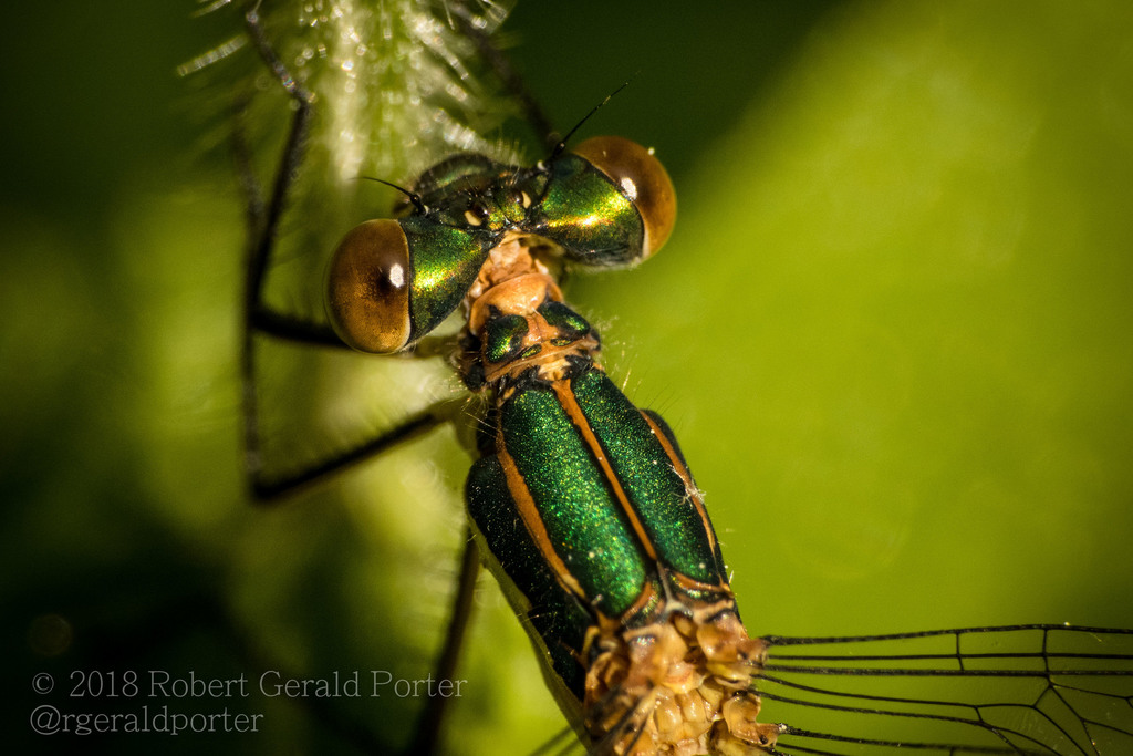 Pond Spreadwings