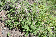 Stachys rigida