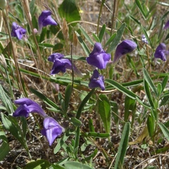 Scutellaria siphocampyloides