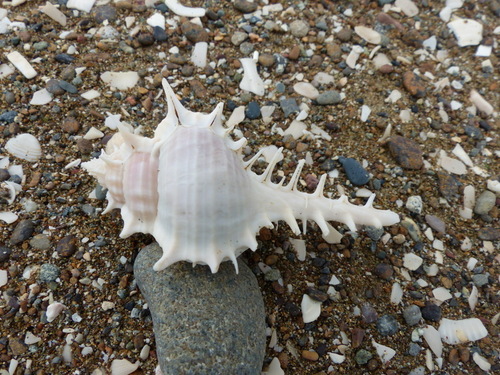 Murex scolopax