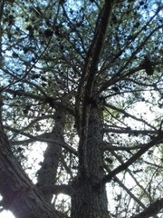 Pinus halepensis