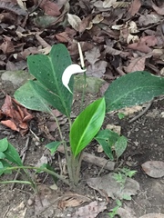 Spathiphyllum wallisii