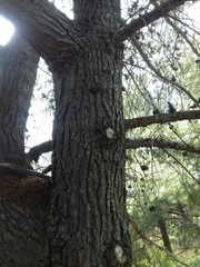 Pinus halepensis