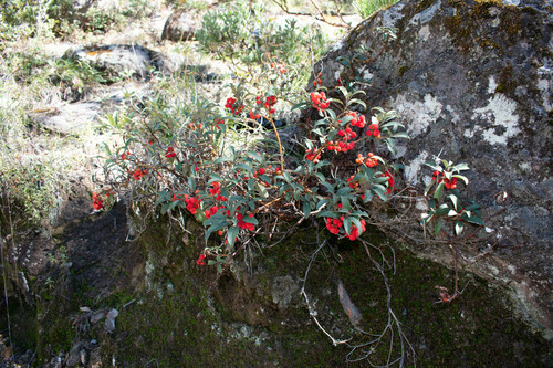 Arbutus occidentalis (Arbutus occidentalis)