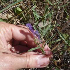 Scutellaria siphocampyloides