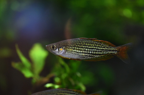 Dwarf rainbowfish (Melanotaenia maccullochi) — Melanotaeniidae — 3