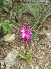 Orchis quadripunctata