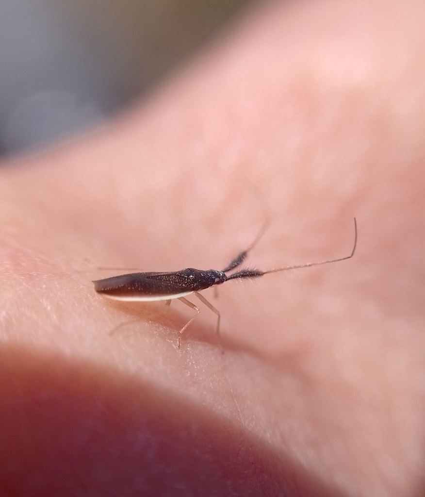 Opisthochasis