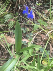 Salvia scutellarioides