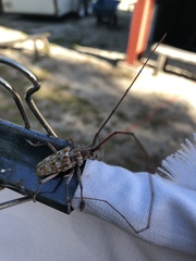 Monochamus titillator