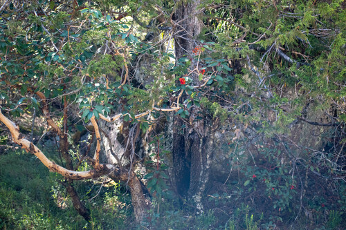 Arizona madrone (Arbutus arizonica)