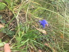 Salvia scutellarioides