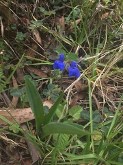 Salvia scutellarioides