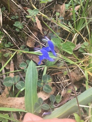 Salvia scutellarioides