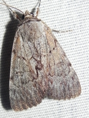 Catocala sordida