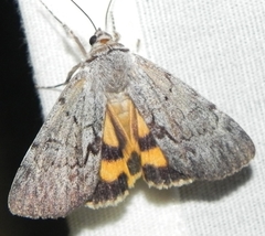 Catocala sordida