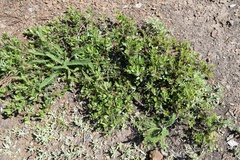 Arctostaphylos franciscana