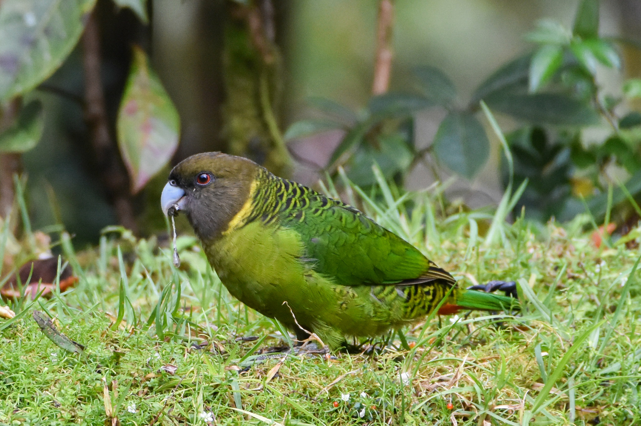 Brehm's Tiger Parrot (Psittacella brehmii), photo 10