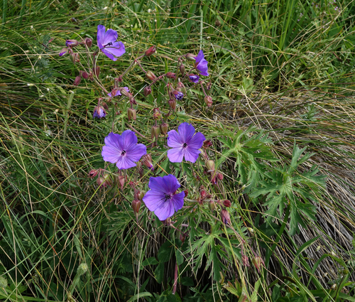Geranium ruprechtii, photograph 1
