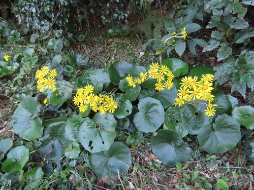 Farfugium japonicum