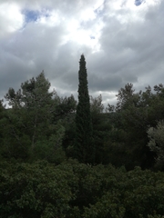 Cupressus sempervirens