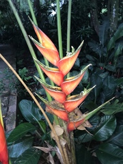 Heliconia bihai