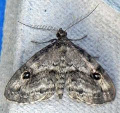 Melanomma auricinctaria