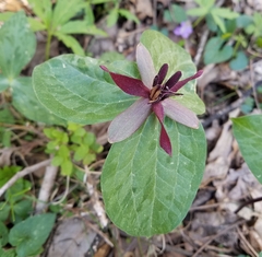 Trillium stamineum