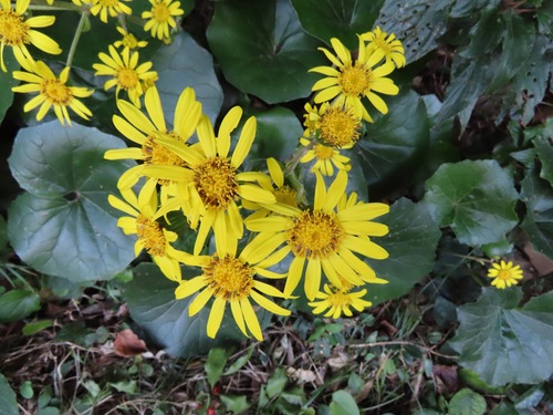 Farfugium japonicum