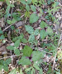 Trillium stamineum