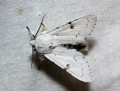 Acronicta leporina