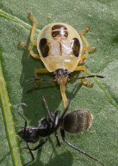 Supputius cincticeps