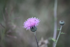 Cirsium texanum