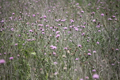 Cirsium texanum