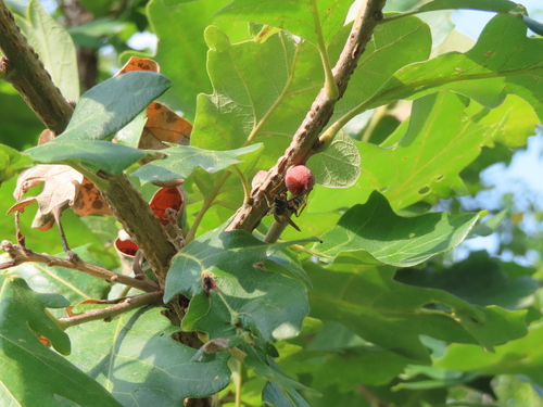 Oak Rough Bulletgall Wasp photo 4