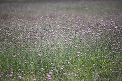 Cirsium texanum