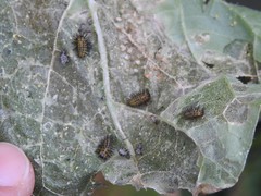Epilachna paenulata