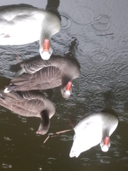 Anser anser domesticus