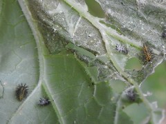 Epilachna paenulata