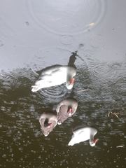 Anser anser domesticus