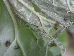 Epilachna paenulata