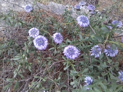 Globularia alypum