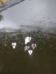 Anser anser domesticus