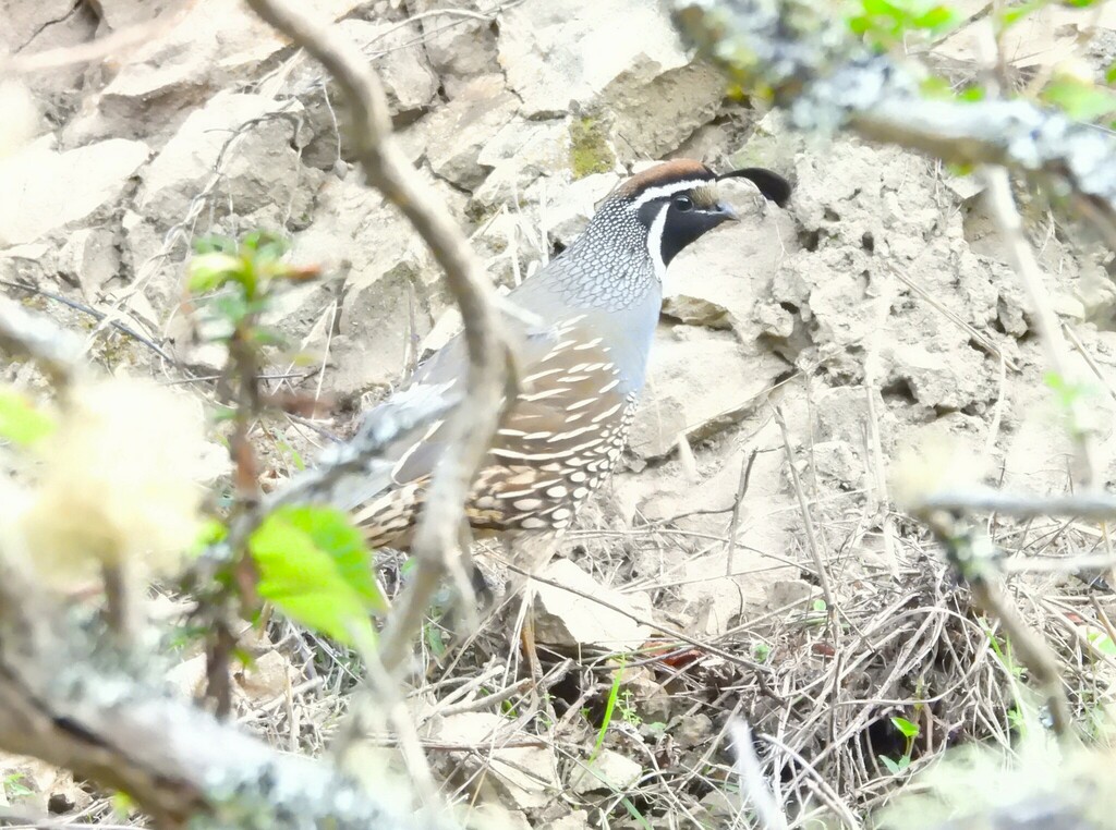 California Quail From Marin County CA USA On November 21 2023 At 10   Large 