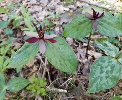 Trillium stamineum