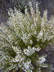 Erica subdivaricata