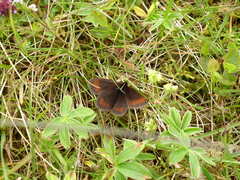 Erebia epiphron