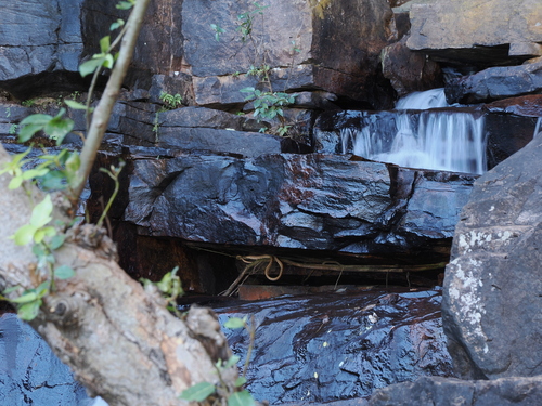 Brown Tree Snake sighting