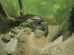 Simalia amethistina