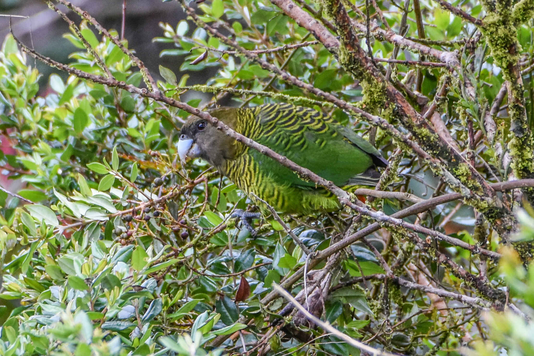Brehm's Tiger Parrot (Psittacella brehmii), photo 7